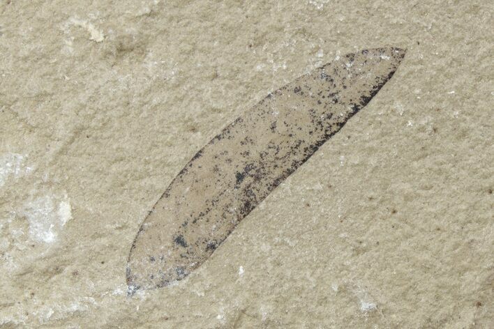 Fossil Leaf - Green River Formation, Utah #218269